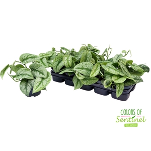 Scindapsus pictus Trebie 12Ø 20cm