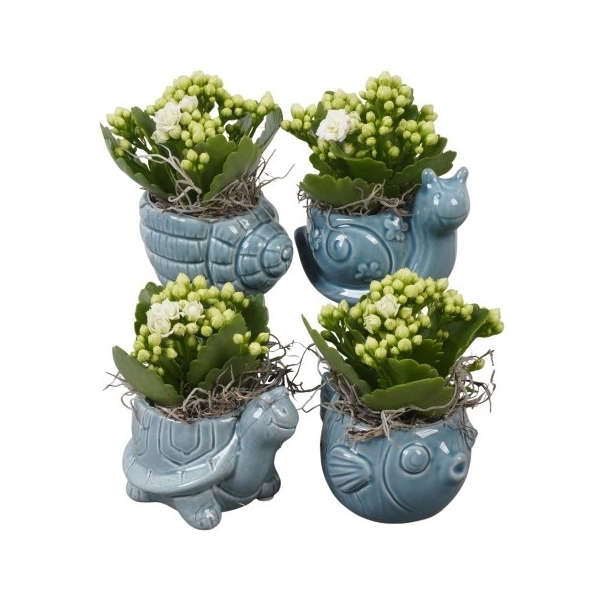 <h4>PTSD8029 Arrangement Summer Deal in keramiek pot</h4>