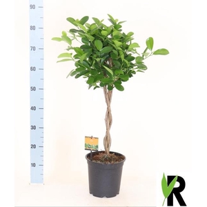 Ficus Microcapra Moclame 21Ø 90cm 4pp
