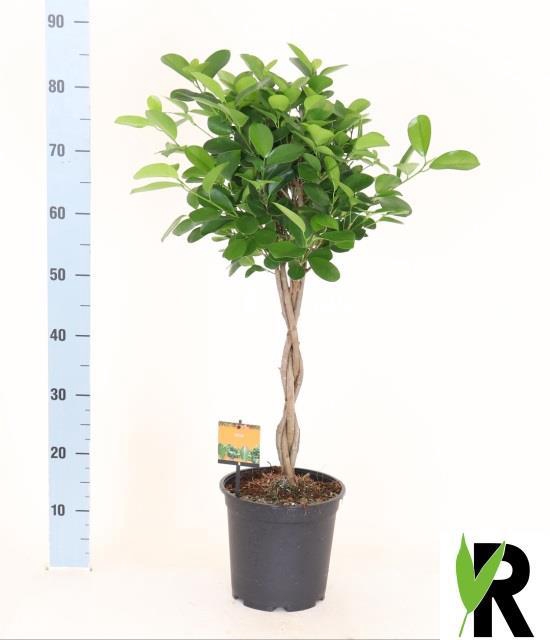 Ficus Microcapra Moclame 21Ø 90cm 4pp