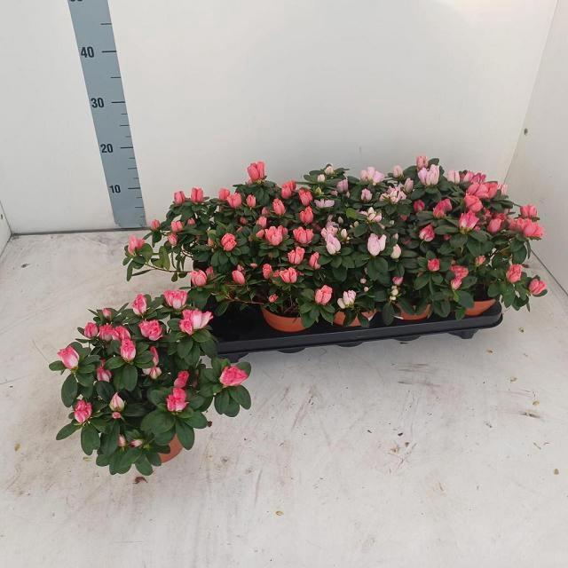 <h4>RHODO SI VOGEL GEM</h4>