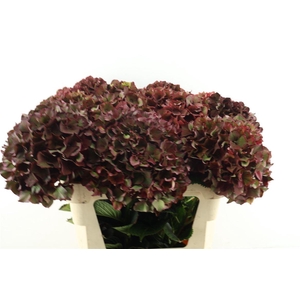Hydr M. Cl. Rubyred 75-21