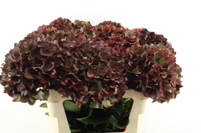 <h4>Hydr M. Cl. Rubyred 75-21</h4>