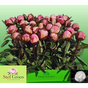 PAEO L GARDENIA