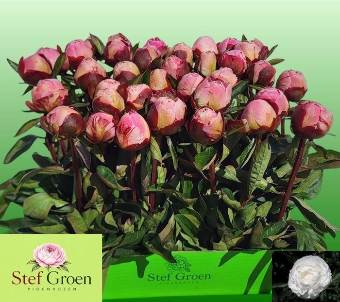 <h4>PAEO L GARDENIA</h4>