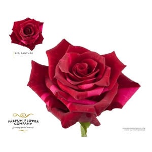 Rosa Premium Red Panther