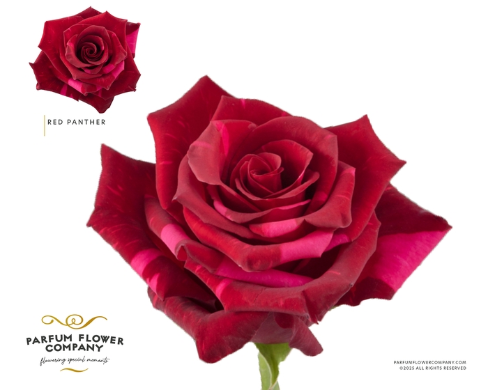 <h4>Rosa Premium Red Panther</h4>