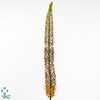 EREMURUS SH COR BEAU
