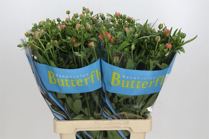 <h4>Ranunculus Butterfly Eris</h4>