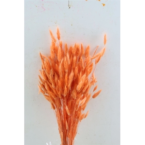 Dried Lagurus Salmon Bunch
