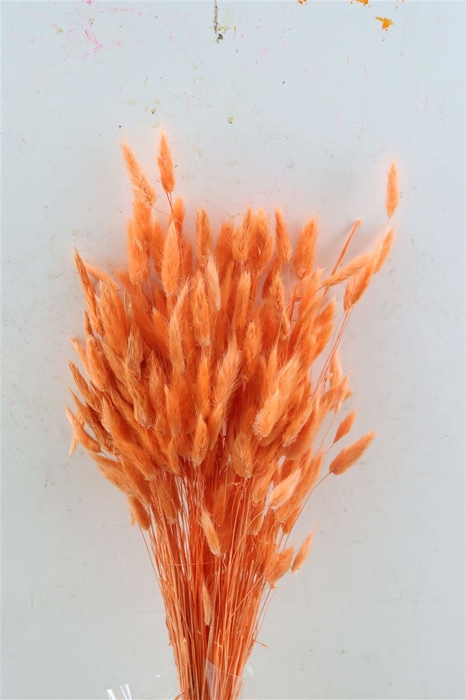 <h4>Dried Lagurus Salmon Bunch</h4>