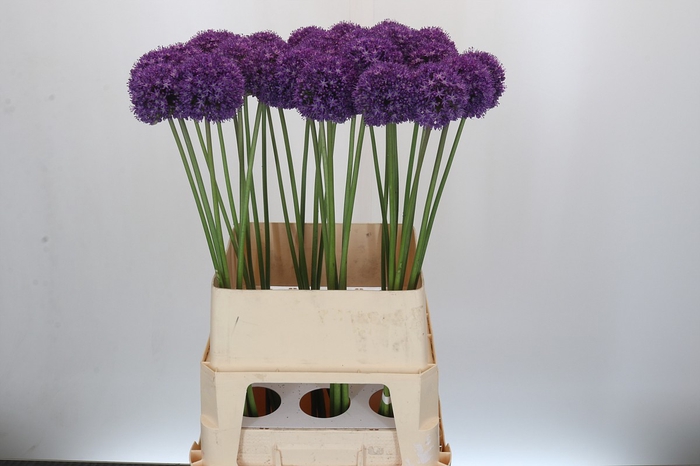 <h4>Allium Ambassador</h4>