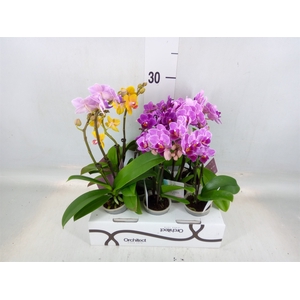 Phalaenopsis   ...mini
