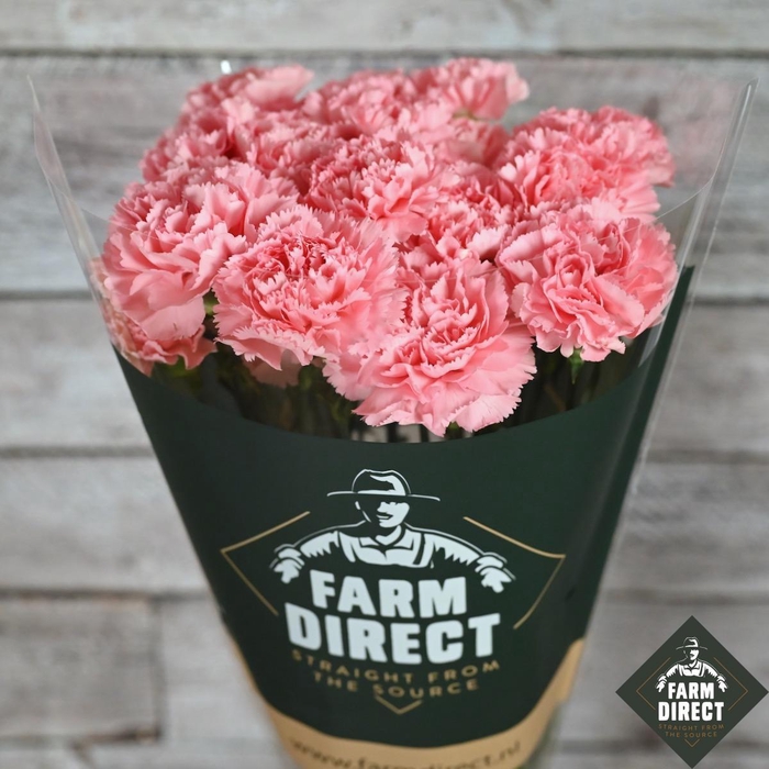 <h4>DI ST PASTEL CRIMEA</h4>