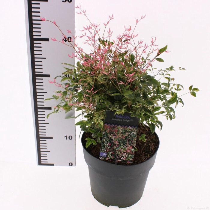 <h4>Nandina domestica 'Twilight' PBR</h4>