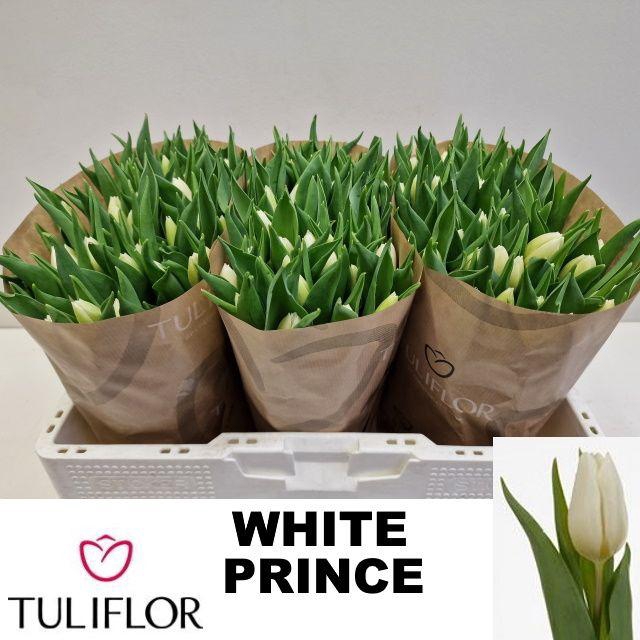 <h4>TU EN WHITE PRINCE</h4>