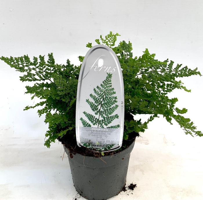 <h4>Dryopteris dilatata</h4>