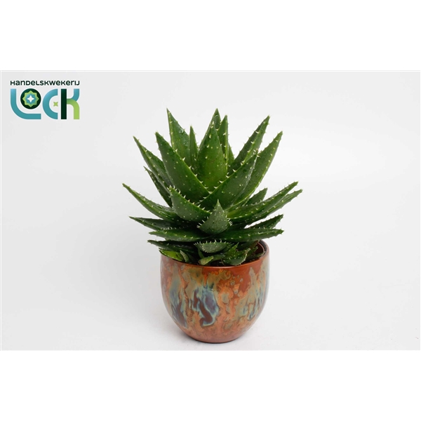 <h4>Aloe Mitriformis in Luuk Orange pot</h4>