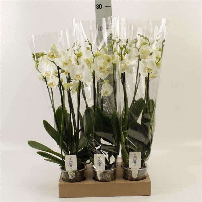 <h4>Phalaenopsis 'Ant Nottingham'</h4>