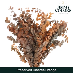 Preserved Cinerea Orange