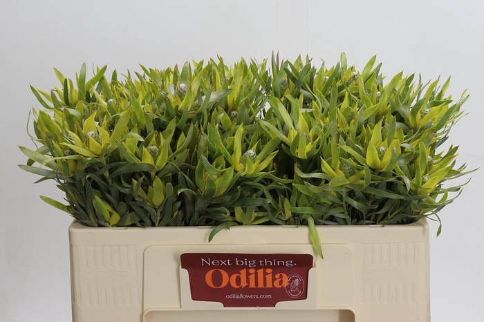 Leucadendron Pisa Spray