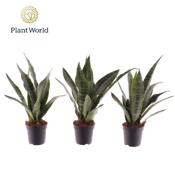 <h4>Sansevieria Black Coral mini</h4>