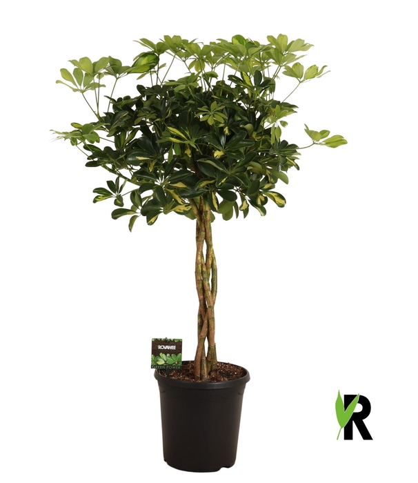 <h4>Schefflera arbor. 'Gold Capella'</h4>