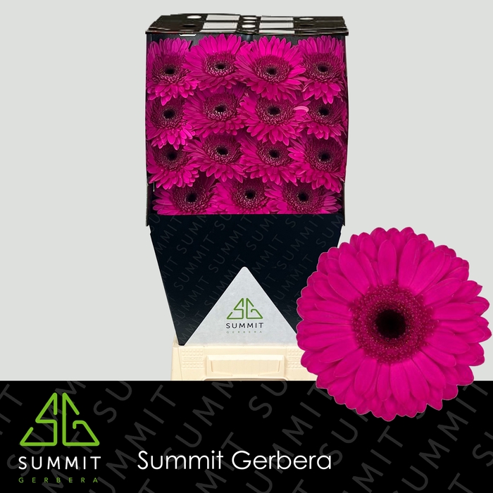 <h4>Gerbera Bon Dia Diamond</h4>