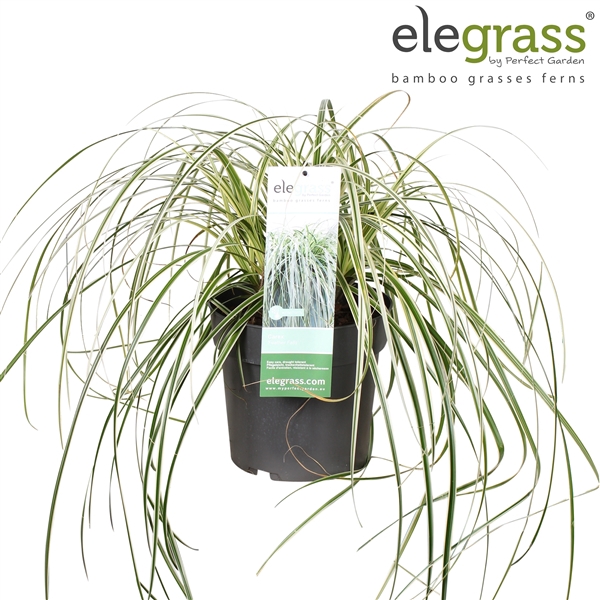 <h4>Carex 'Feather Falls' P23</h4>