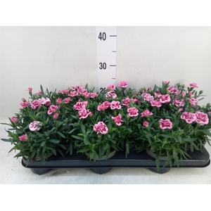 Dianthus  'Oscar Pink And Purple'