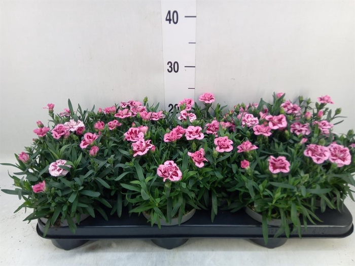 <h4>Dianthus 'Oscar Pink And Purple'</h4>
