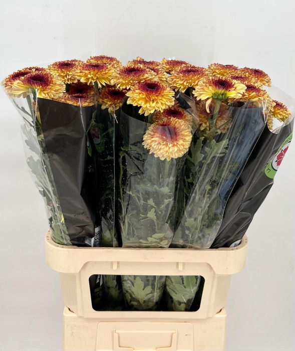 <h4>Chrys  Gp Abbey Yellow</h4>