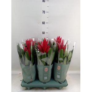 Vriesea  'Intenso Red'