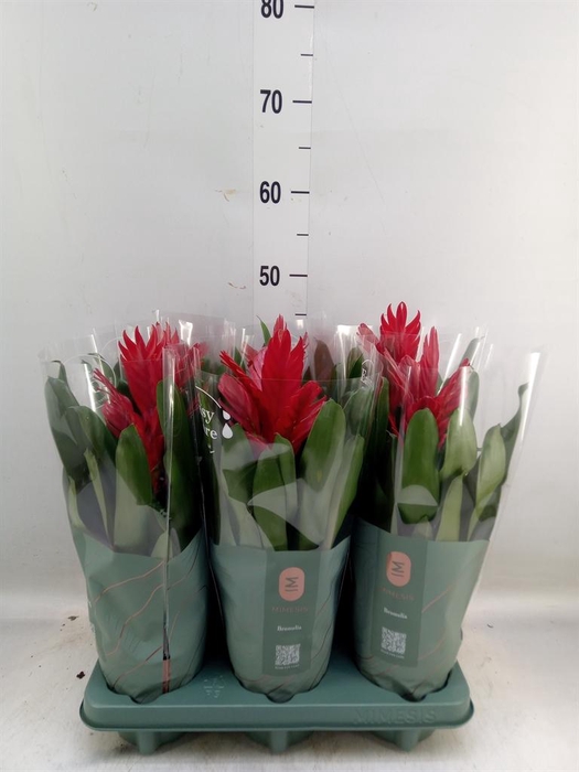 <h4>Vriesea  'Intenso Red'</h4>