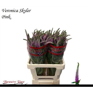 VERON L SKYLER PINK