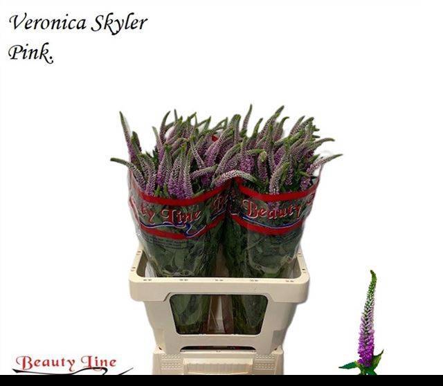 <h4>VERON L SKYLER PINK</h4>