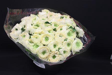 <h4>Cloni Super Vanilla</h4>