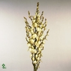 YUCCA FLACCIDA