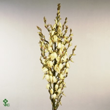 YUCCA FLACCIDA