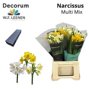 Narcis Multi Mix Large Box 270