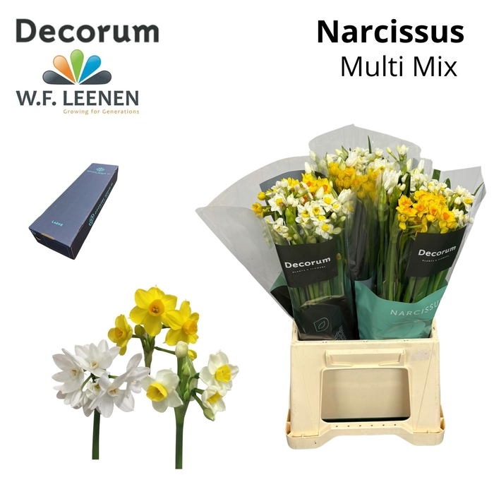 <h4>Narcis Multi Mix Large Box 270</h4>