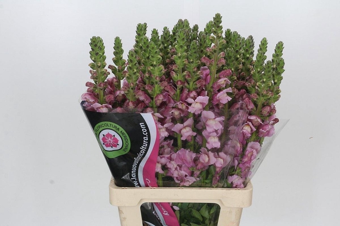 <h4>ANTIR POTO LAVEND</h4>