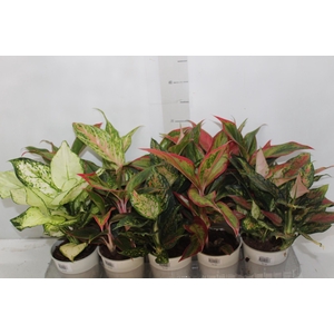 AGLAONEMA VARIADA P12