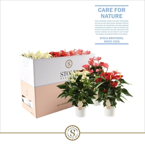 Top Mix 14cm in Ecobox