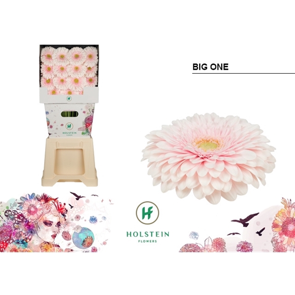 <h4>Ge Gb Gerp Big One - Holstein</h4>