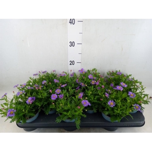 Brachycome  'Fresco Purple'