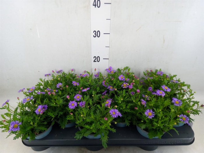 <h4>Brachycome  'Fresco Purple'</h4>