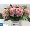 Hydrangea elbtal classic