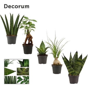 Autre plantes verde mélangé