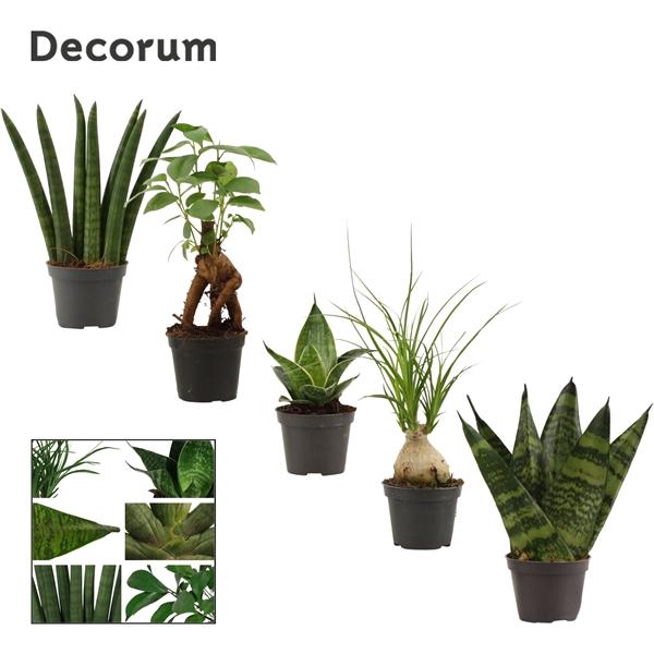 <h4>Autre plantes verde mélangé</h4>